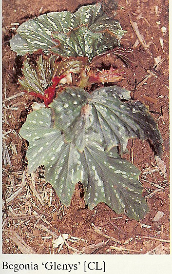 B. ‘Glenys’